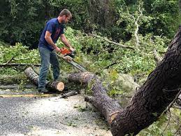 Best Storm Damage Tree Cleanup  in Hoer, OK