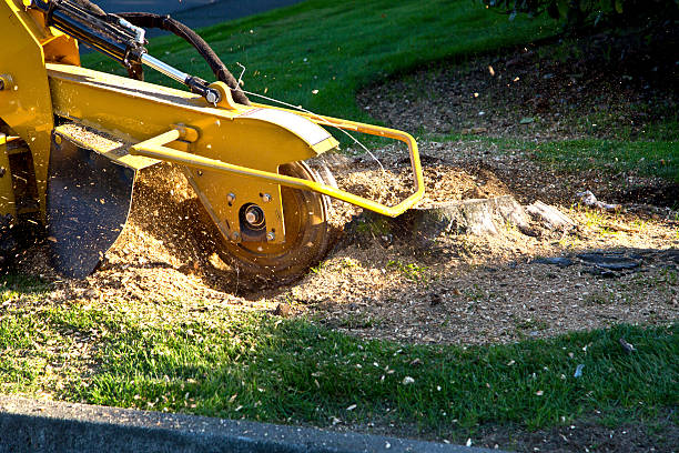 How Our Tree Care Process Works  in  Hooker, OK