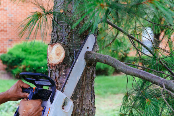 Reliable Hooker, OK  Tree Services Solutions